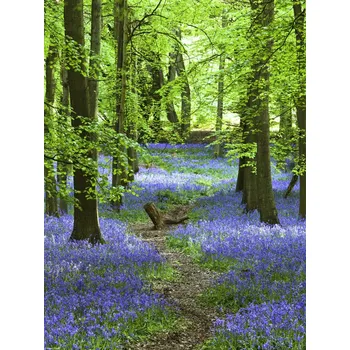 Obraz Plakát Cesta v lese Bluebell bez rámu 30 x 40 cm