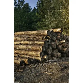 Obraz Plakát Hromada dřeva – klády bez rámu 20 x 30 cm