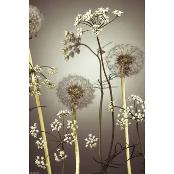 Obraz Plakát Květiny luční 4 bez rámu 20 x 30 cm