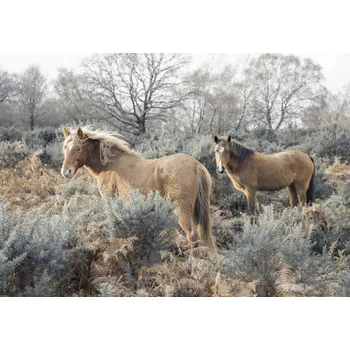 Obraz Plakát Koně na svobodě bez rámu 66,5 x 46,5 cm