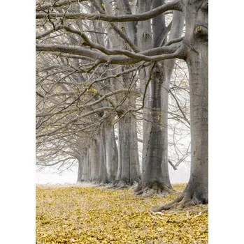 Obraz Plakát Stromy v řadě - žluté listí bez rámu 21 x 29,7 cm