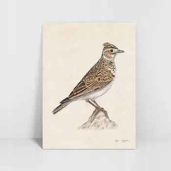 Obraz Skřivan - autorská ilustrace 30x40 - Tukan Media