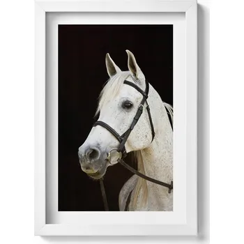 Obraz Dekorativní obraz v bílém rámu na zeď do obýváku Bílý hřebec kůň 20x30 cm
