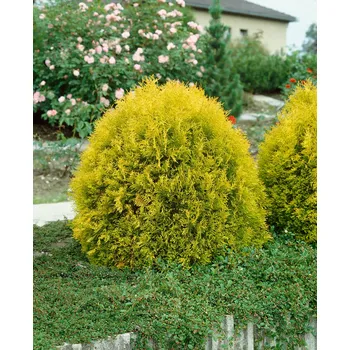 Sazenice Zerav západní 'Rheingold' 3 L