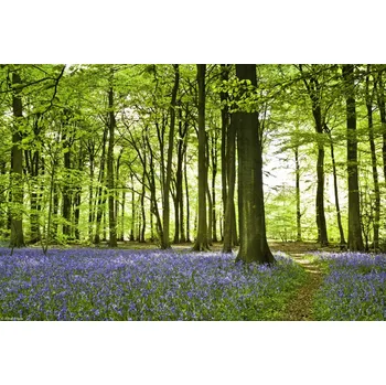 Obraz Plakát Modřinky na jaře pokrývající dno lesa, bez rámu, 30 x 20 cm