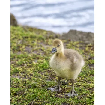 Obraz Plakát Gosling bez rámu 40 x 50 cm