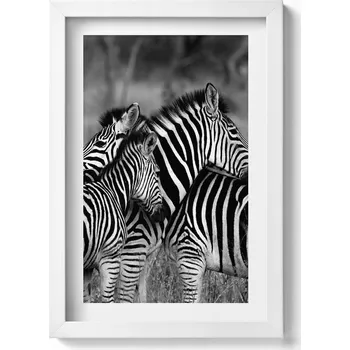 Obraz Nástěnný dekorativní obraz v rámu s grafikou: Objímající se zebry 20x30 cm