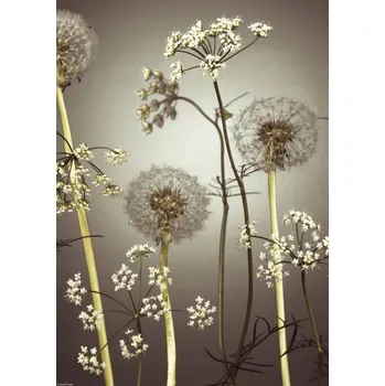 Obraz Plakát Květiny luční 4 bez rámu 29,7 x 42 cm