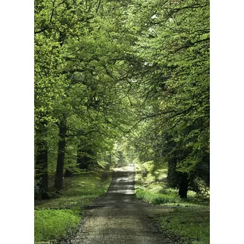 Obraz Plakát Jarní lesní cesta bez rámu 20,5 x 28,4 cm