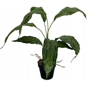 umělá květina Diefenbachie Umělé květy JAKO ŽIVÁ 55 cm