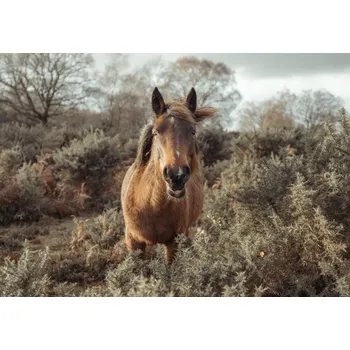 Obraz Plakát Kůň na svobodě bez rámu 66,5 x 46,5 cm