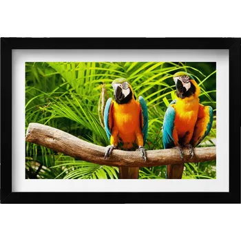 Obraz Obraz grafika v černém rámu Dva barevní papoušci ara v džungli 30x20 cm