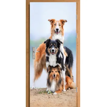 Fototapeta Samolepka na dveře pejsci Skotský ovčák Collie
