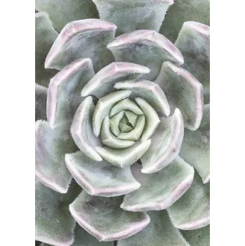 Obraz Plakát Sukulent bez rámu 50 x 70 cm