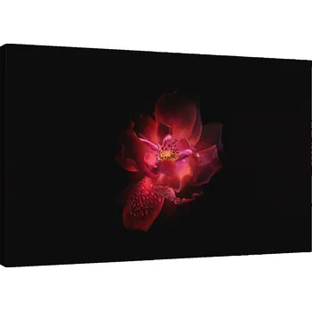 Obraz Obraz na plátně - Canvas, noční květ 120x80