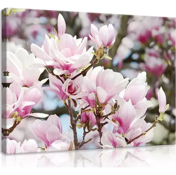 Obraz OBRAZ NA PLÁTNĚ 80x60 KVĚTY MAGNOLIE