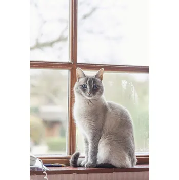 Obraz Plakát Kočka na parapetu okna bez rámu 61 x 91,5 cm