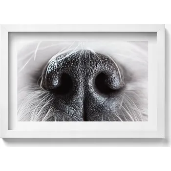Obraz Dekorativní obraz v bílém rámu do obýváku Detail zvířecího nosu 30x20 cm