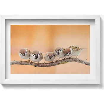 Obraz Dekorativní nástěnný obraz v bílém rámu s grafikou Ptáci na větvi 30x20 cm
