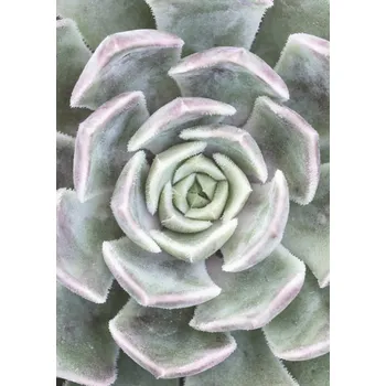 Obraz Plakát Sukulent bez rámu 64 x 90 cm