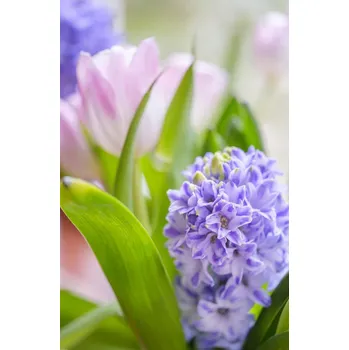 Obraz Plakát Hyacint a tulipány detail, bez rámu, 56,6 x 86,4 cm