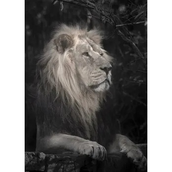 Obraz Plakát Lev bez rámu 50 x 70 cm