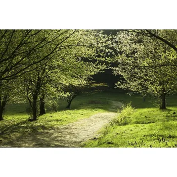 Obraz Plakát Sluneční světlo na cestě mezi poli bez rámu 30 x 20 cm