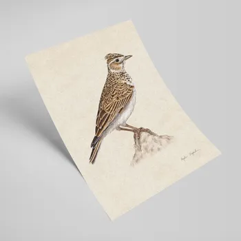 Obraz Skřivan autorská ilustrace 21x30 - Tukan Media
