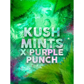 Semeno Tramuntana seeds KUSH MINTS X PURPLE PUNCH Počet ks Feminizované: 5