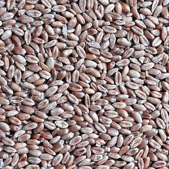 Krmivo pro hospodářské zvíře Pšenice 25 kg