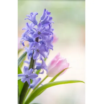 Obraz Plakát Hyacint a tulipány detail, bez rámu, 56,6 x 86,4 cm