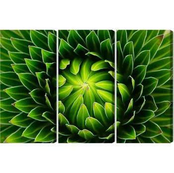 Obraz Vícedílný obraz Zelená rostlina v makro měřítku 60x40