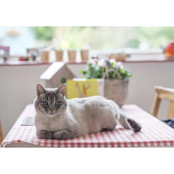 Obraz Plakát Kočka na stole bez rámu 66,5 x 46,5 cm
