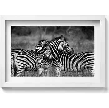 Obraz Dekorativní nástěnný obraz v rámu s grafikou Objímající se zebry 30x20 cm
