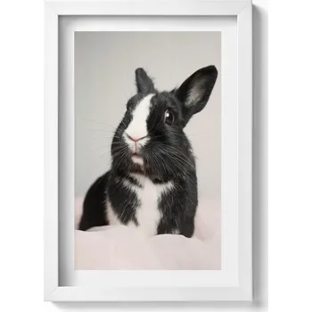 Obraz Dekorativní obraz v bílém rámu do obýváku Černobílý roztomilý králík 20x30 cm