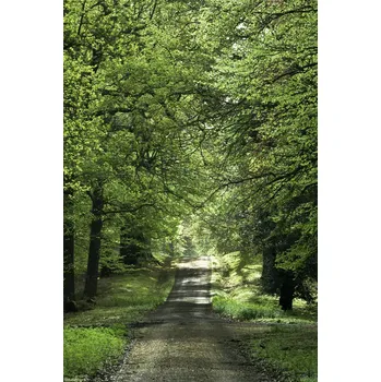 Obraz Plakát Jarní lesní cesta bez rámu 20 x 30 cm