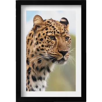 Obraz Dekorativní nástěnný obraz v rámu do obýváku Divoké zvíře hlava kočky 20x30 cm