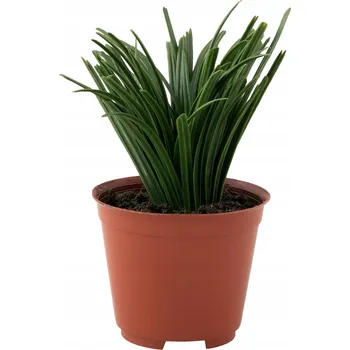 umělá květina UMĚLÁ TRÁVA MONDO v květináči