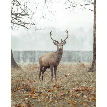 Obraz Plakát Jelen v lese bez rámu 40 x 50 cm
