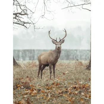 Obraz Plakát Jelen v lese bez rámu 60 x 80 cm