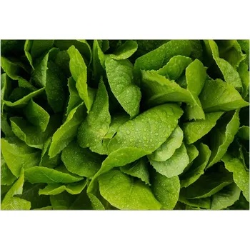 Rohožka Podlahová rohož z vinylu Salát 150x100 cm