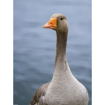 Obraz Plakát Husa bez rámu 30 x 40 cm