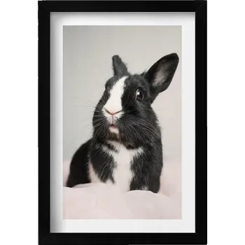 Obraz Ozdobný nástěnný obraz v rámu s grafikou Černobílý roztomilý králík 20x30 cm