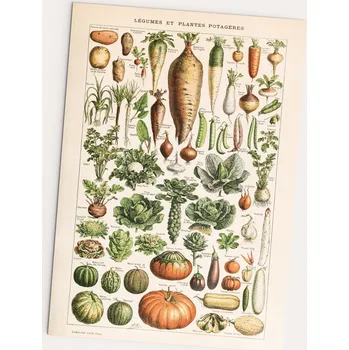 Obraz Plakát Luštěniny a zelenina - Zahrada 30x40 bez rámu 30 x 40 cm