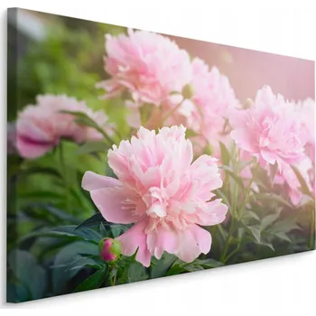 Obraz Obraz pivoňky květy listy zeleň obývací pokoj 70x50