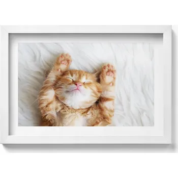 Obraz Ozdobný nástěnný obraz s grafikou v bílém rámu Malé spící kotě 30x20 cm