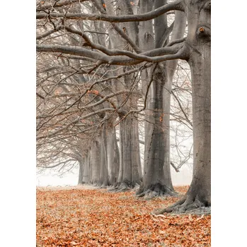 Obraz Plakát Stromy v řadě - oranžové listí bez rámu 21 x 29,7 cm