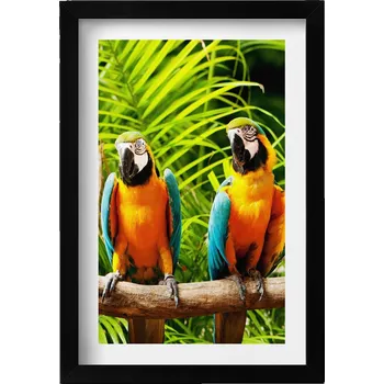 Obraz Nástěnný obraz v černém rámu Dva barevní papoušci ara v džungli 20x30 cm