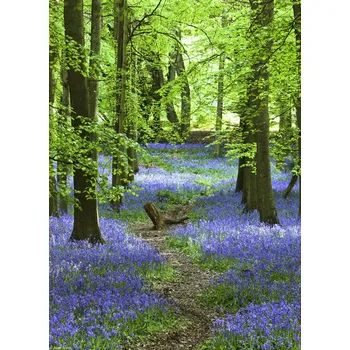 Obraz Plakát Cesta v lese Bluebell bez rámu 20,5 x 28,4 cm