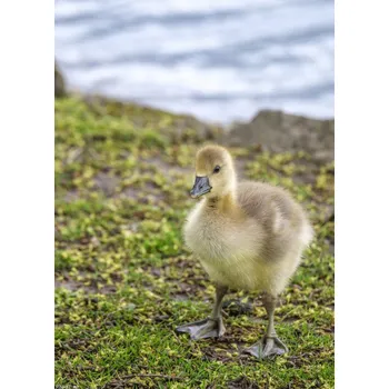 Obraz Plakát Gosling bez rámu 20,5 x 28,4 cm